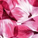 0051FTS ΣΤΟΚ Π.Χ ΦΩΤΟΤΑΠΕΤΣΑΡΙΑ D(STANDARD) A&G 360*254 NewPlan