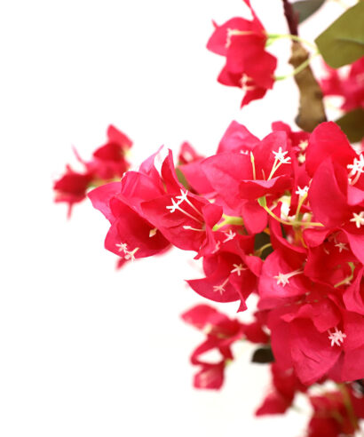 6 17 np0421 210 1 BOUGAINVILLEA NP0421_210 ΥΨΟΣ 210cm NewPlan 2