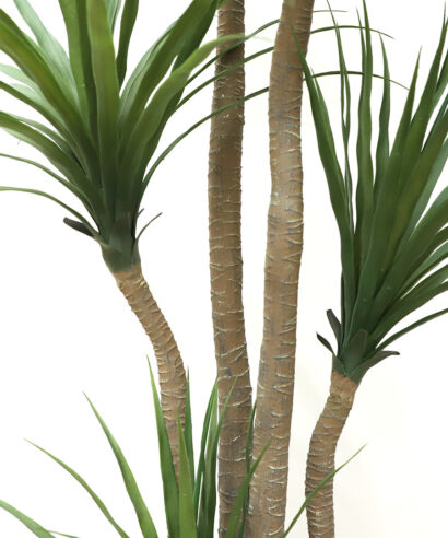 6 17 np28 155 1 DRACAENA NP_28_155 ΥΨΟΣ 155cm NewPlan 2