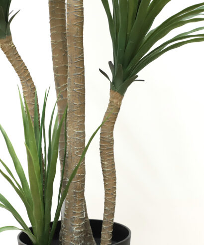 6 17 np28 155 2 DRACAENA NP_28_155 ΥΨΟΣ 155cm NewPlan 3