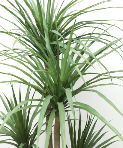 6 17 np28 155 3 DRACAENA NP_28_155 ΥΨΟΣ 155cm NewPlan 4