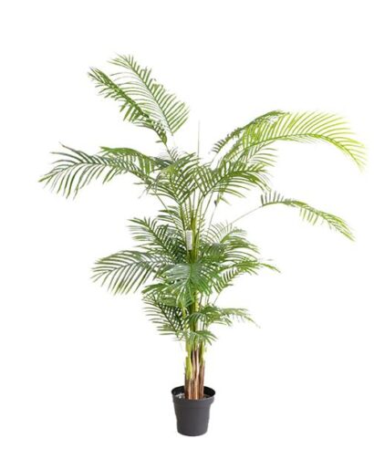 d229c9a3602e430984df771509526a1c PALM TREE NP5502_180_22 ΥΨΟΣ 180cm NewPlan 1