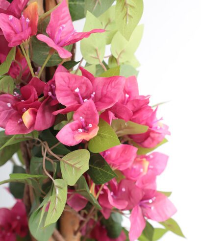 BOUGAINVILLEA NP_34_160 ΥΨΟΣ 160cm NewPlan - 6 17 np34 160 3