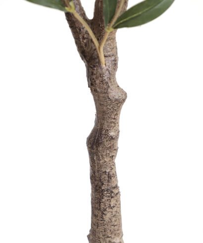 OLIVE TREE NP439_150 ΥΨΟΣ 150cm NewPlan - 6 17 np 439 150 4