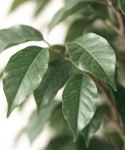 FICUS TREE NP230_210_UV ΥΨΟΣ 210cm NewPlan - 6 17 np230 210 uv 2