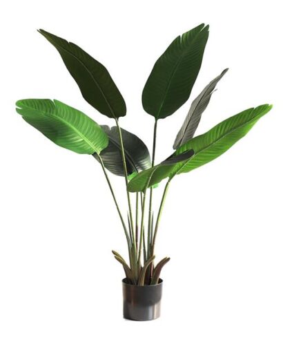 BANANA TREE NP1410_120  ΥΨΟΣ 120cm NewPlan